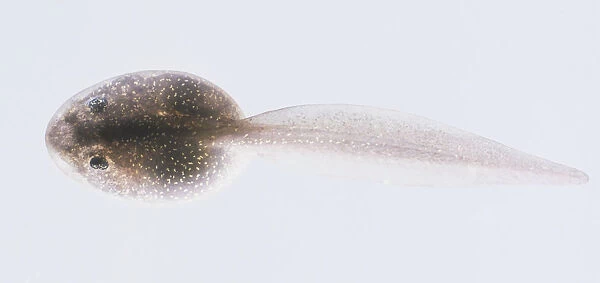Single tadpole, view from above