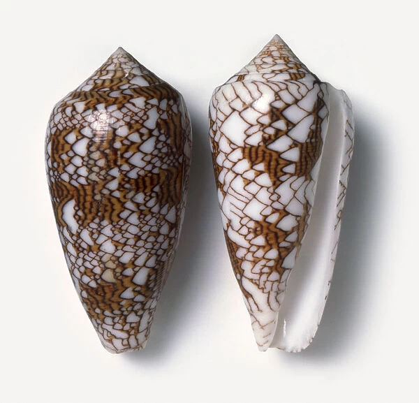 Two Textile cone shells (Conus textile)