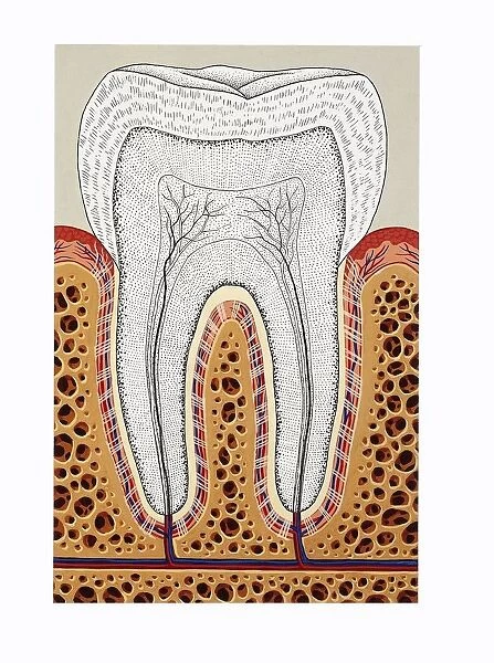 Tooth structure, periodontium, cross-section, drawing