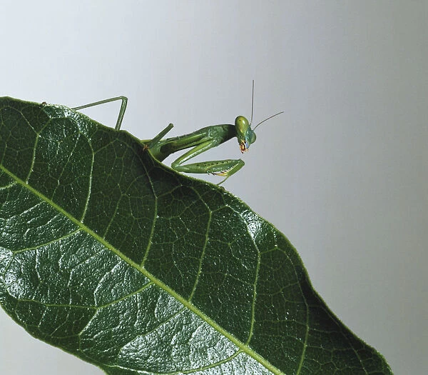Upper torso view of Mantis on leaf