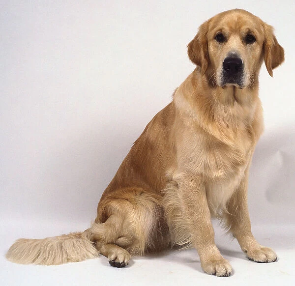 Side view of a Golden Retriever, seated, head facing forwards with a steady gaze