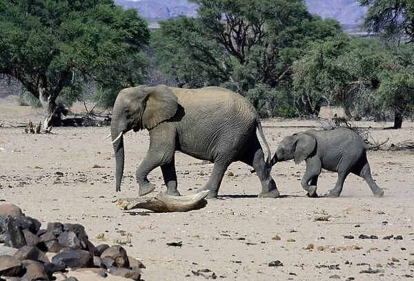 African elephants -Loxodonta africana-, desert elephant, mother and calf in the Aba-Huab dry riverbed, Damaraland, Kunene Region, Namibia