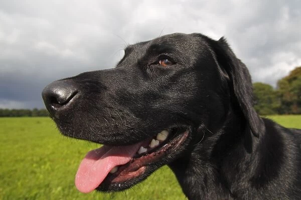 Black Labrador Retriever dog (Canis lupus familiaris) portrait, male, domestic dog