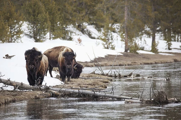 Buffalo walking along the rivers edge in yellowstone national park