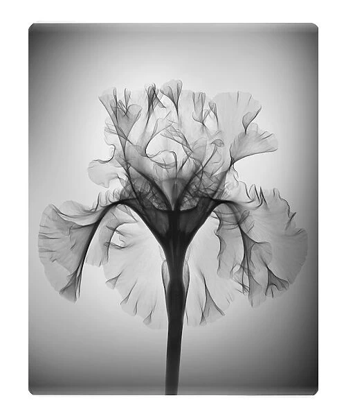 Iris Silverado flower, X-ray