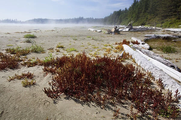 Mist And Fog Forms Over Long Beach In Pacific Rim National Park Near Tofino