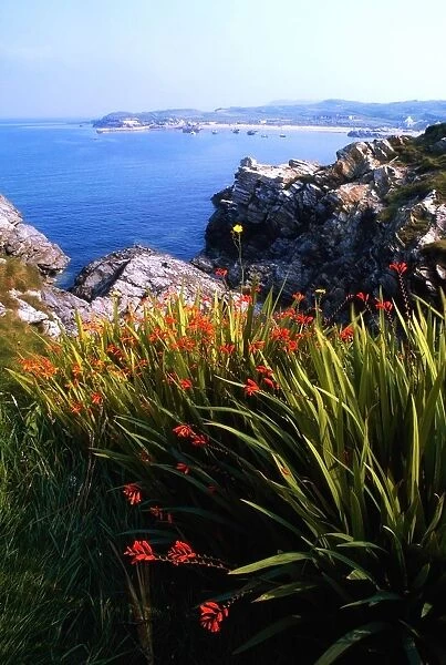 Monbretia wildflowers and Port Na Blagh, Co Donegal, Ireland