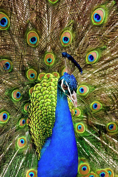 Peacock with feathers
