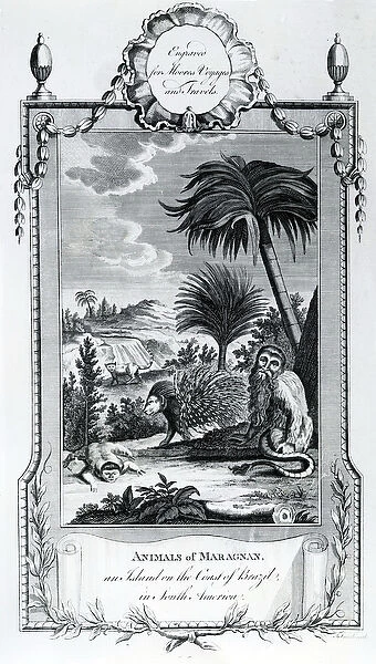 Animals of Maragnan, illustration taken from Moores Voyages and Travels, 1778