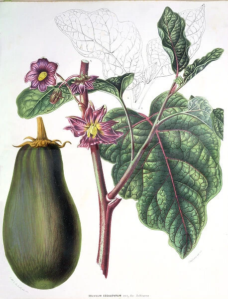 Aubergine, botanical plate from Flore des Jardins du Royame des Pays-Bas by A