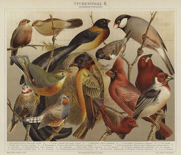 Birds (colour litho)