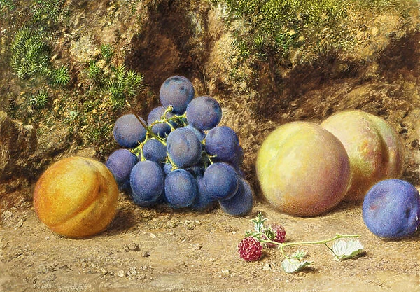 Black Grapes, Peaches, Apricots and Raspberries, c. 1860 (w  /  c on paper)