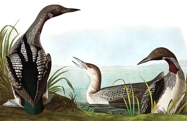Black Throated Diver, Colymbus Arcticus, from 'The Birds of America'by John J