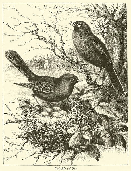 Blackbirds and Nest (engraving)