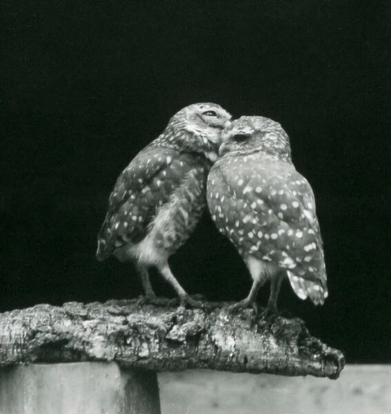 Two Burrowing Owls standing facing each other at the end of a branch, London Zoo