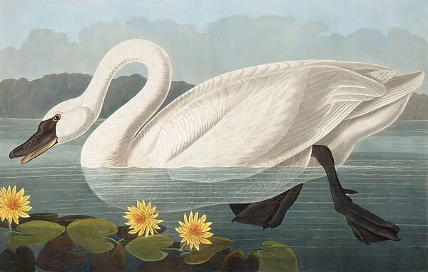 Common American Swan, Cygnus Americanus, from 'The Birds of America'by John J