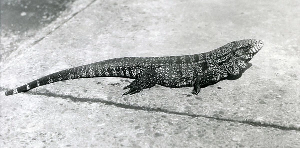A Common  /  Gold  /  Golden  /  Black  /  Columbian Tegu or Tiger Lizard at London Zoo in August 1926