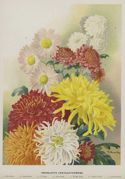 Decorative Chrysanthemums (chromolitho)