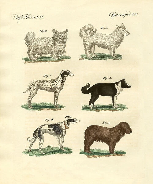 Different kinds of dogs (coloured engraving)