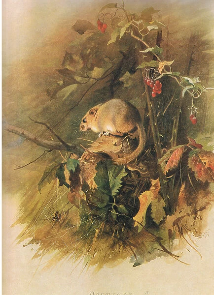 Dormouse, from Thorburns Mammals published by Longmans and Co, c