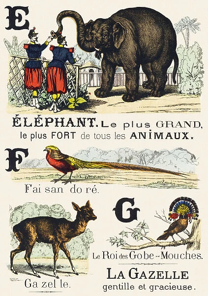 E F G : Elephant, Faisan dore, Gazelle, Gobe-mouches - Alphabet of the wild animals
