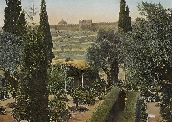 Garden of Gethsemane (colour photo)