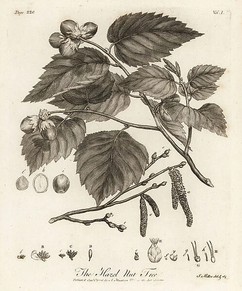 Hazelnut tree, Corylus avellana. 1776 (engraving)