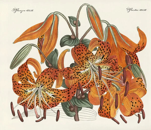The Japanese Tiger Lily (coloured engraving)