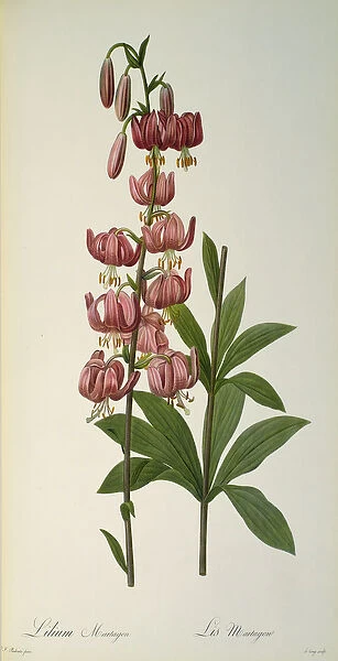 Lilium Martagon, from Les Liliacees, 1806 (coloured engraving)
