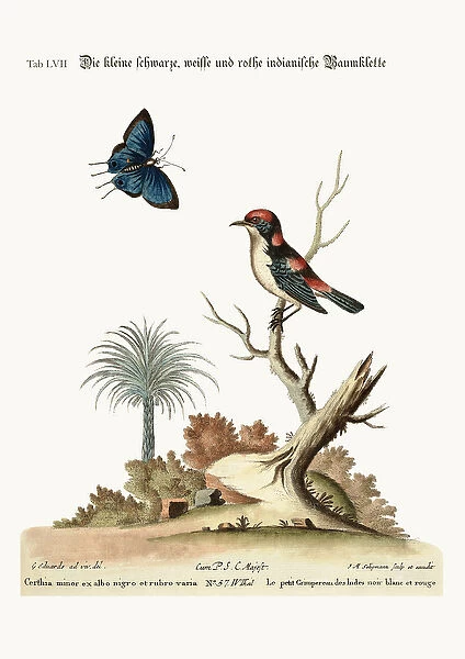 The little black, white and red Indian Creeper, 1749-73 (coloured engraving)