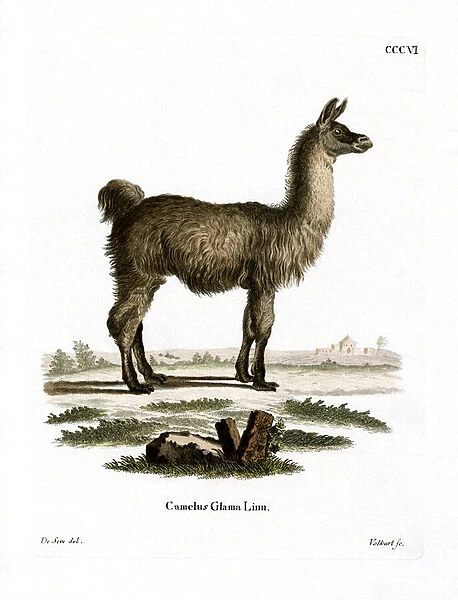 Llama (coloured engraving)