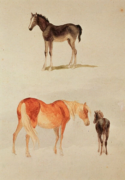 Mares and foals (w  /  c)