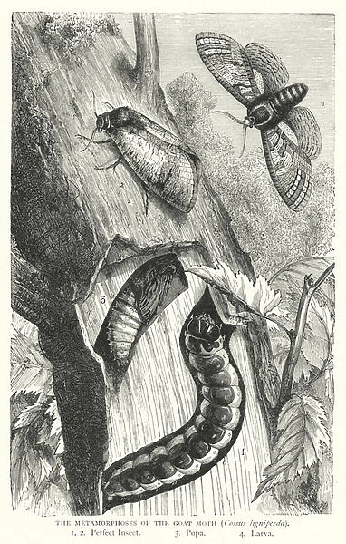 The Metamorphoses of the Goat Moth, Cossus ligniperda (engraving)