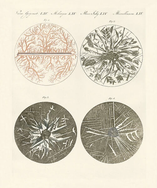 Microscopic view of the crystallization of metal (coloured engraving)