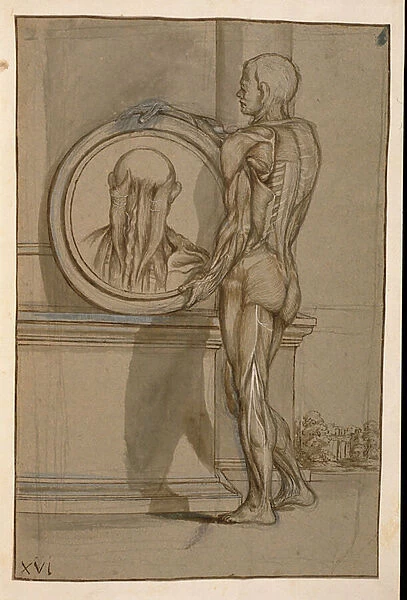 Ms Hunter 653 Plate XVI, Anatomical drawing, c. 1610 (pencil & chalk on paper)