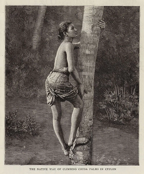 The Native Way of climbing Cocoa Palms in Ceylon (engraving)