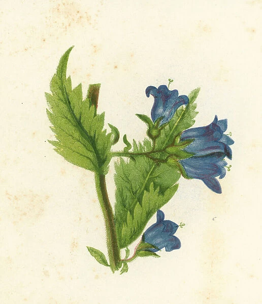 Nettle-Leaved Bell-Flower, Campanula Trachelium (colour litho)