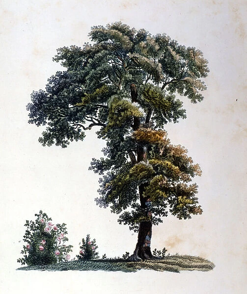 Oak. Engraving early 19th century