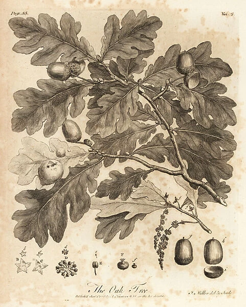 Oak tree with acorns, leaves and branch, Quercus robur. 1776 (engraving)
