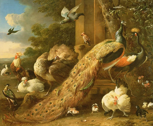 Peacock, parakeet, pelican, crane and poultry (oil on canvas)