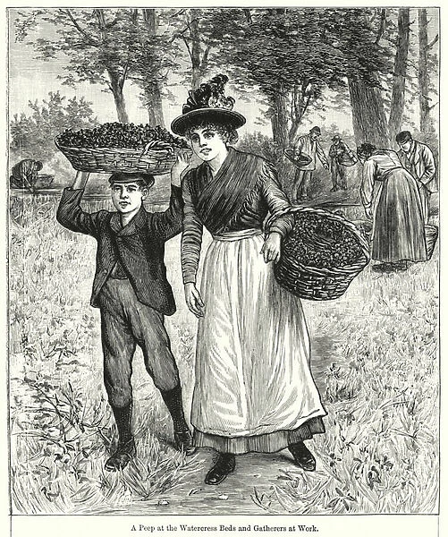 A Peep at the Watercress Beds and Gatherers at Work (engraving)
