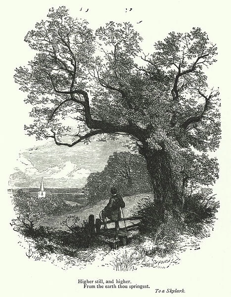 Percy Bysshe Shelley: Illustration for To a Slylark (engraving)