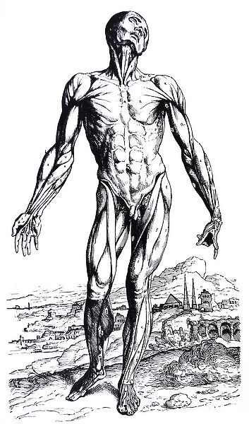 The Plates from the Second Book of the De Humani Corporis Fabrica