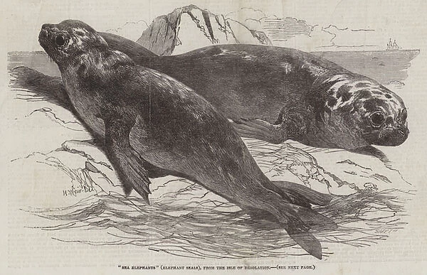 'Sea Elephants'(Elephant Seals), from the Isle of Desolation (engraving)