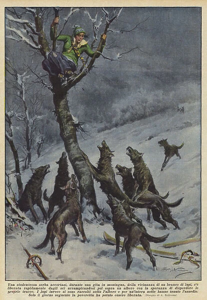 A Serbian student realised, during a trip to the mountains, of the proximity of a pack... (colour litho)