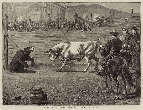 Sport in California, a Bull and Bear Fight (engraving)