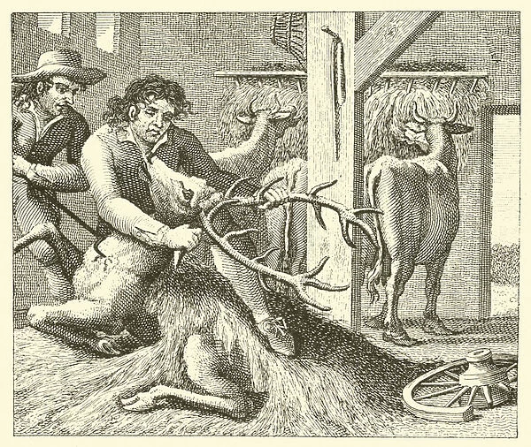 The stag in the ox-stall (engraving)
