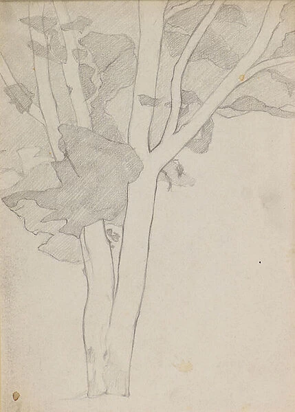 Study of a Tree, c. 1898-1900 (pencil)