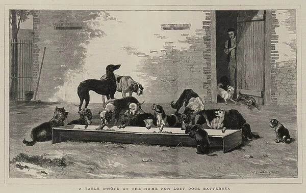 A Table d Hote at the Home for Lost Dogs, Battersea (engraving)