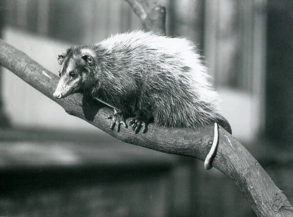 Weids  /  Big-eared Opossum on a branch at London Zoo, November 1915 (b  /  w photo)